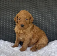 Rocky, a male Goldendoodle for sale in Bogue Chitto, MS – 2 of 2