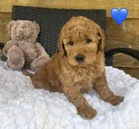 F1b Jax, a male Goldendoodle for sale in Bogue Chitto, MS – 1 of 5