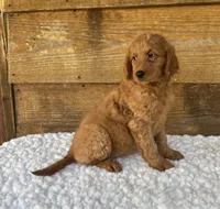 Ginger, a female Goldendoodle for sale in Bogue Chitto, MS – 2 of 4
