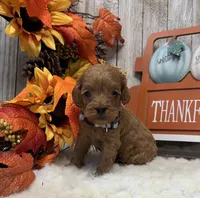 Oliver, a male Cockapoo for sale in Bogue Chitto, MS – 2 of 5