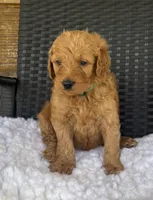 Apollo, a male Goldendoodle for sale in Bogue Chitto, MS – 5 of 5