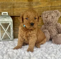 Roxie, a female Goldendoodle for sale in Bogue Chitto, MS – Photo 1 of 4