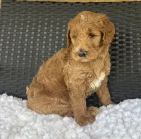 F1b Sophie, a female Goldendoodle for sale in Bogue Chitto, MS – 3 of 4