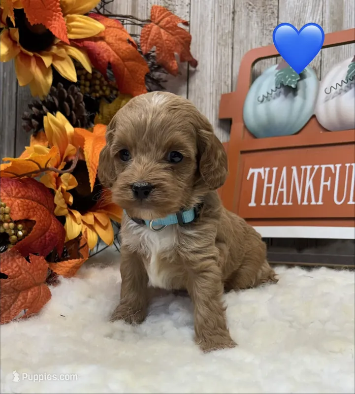 Shiloh – Cockapoo puppy for sale in Bogue Chitto, MS