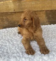 Ginger, a female Goldendoodle for sale in Bogue Chitto, MS – 3 of 4