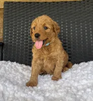 Ginger, a female Goldendoodle for sale in Bogue Chitto, MS – 2 of 5