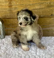 Sassy, a female Aussiedoodle for sale in Bogue Chitto, MS – 2 of 4