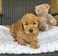 F1b Jax, a male Goldendoodle for sale in Bogue Chitto, MS – 2 of 5