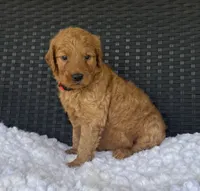Winnie, a female Goldendoodle for sale in Bogue Chitto, MS – 5 of 5