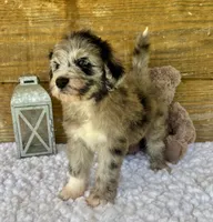 Sassy, a female Aussiedoodle for sale in Bogue Chitto, MS – 4 of 4
