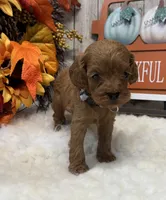 Oliver, a male Cockapoo for sale in Bogue Chitto, MS – 3 of 5