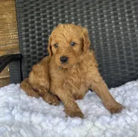 Apollo, a male Goldendoodle for sale in Bogue Chitto, MS – 4 of 5
