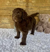 F1b Coco, a female Goldendoodle for sale in Bogue Chitto, MS – 3 of 3