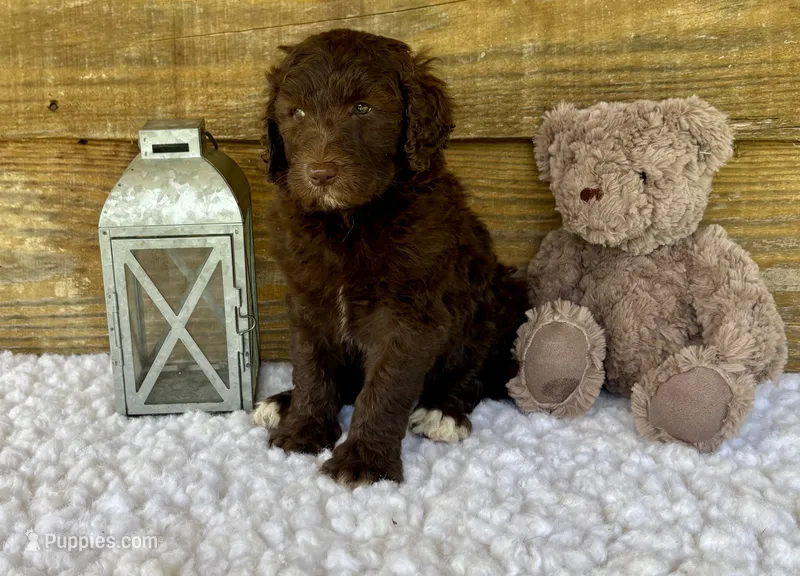 F1b Coco – Goldendoodle puppy for sale in Bogue Chitto, MS