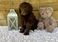 F1b Coco, a female Goldendoodle for sale in Bogue Chitto, MS – 1 of 3