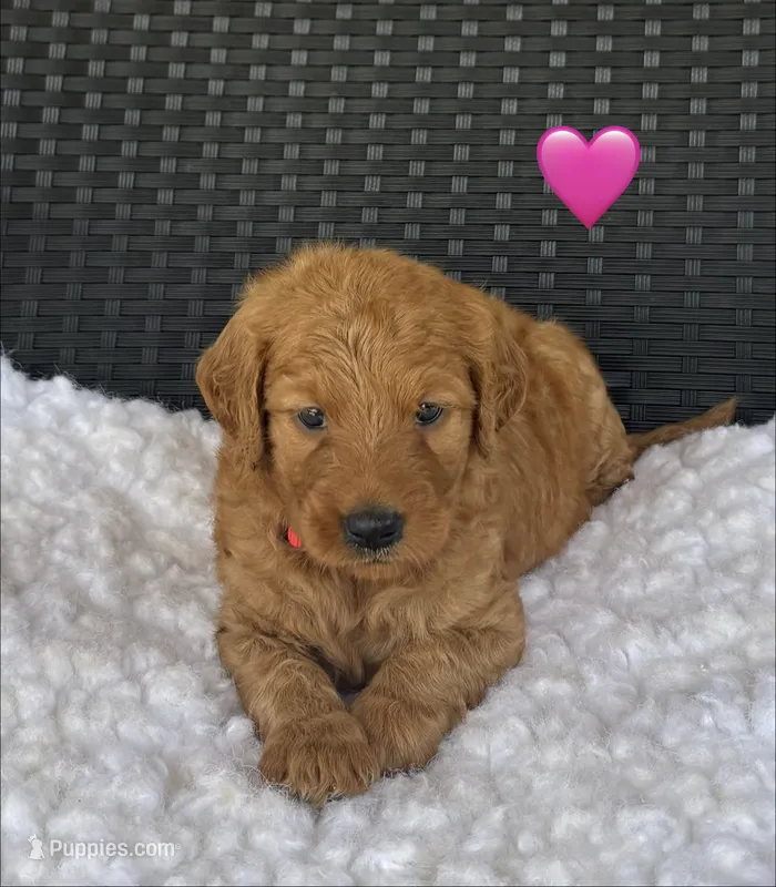 Winnie – Goldendoodle puppy for sale in Bogue Chitto, MS