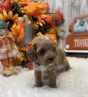 Shiloh, a male Cockapoo for sale in Bogue Chitto, MS – 5 of 6