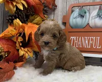 Shiloh, a male Cockapoo for sale in Bogue Chitto, MS – 4 of 6