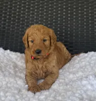 Winnie, a female Goldendoodle for sale in Bogue Chitto, MS – 2 of 5