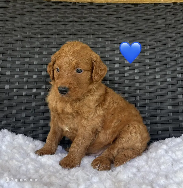 Rocky – Goldendoodle puppy for sale in Bogue Chitto, MS