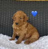 Rocky, a male Goldendoodle for sale in Bogue Chitto, MS – 1 of 2