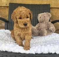 F1b Jax, a male Goldendoodle for sale in Bogue Chitto, MS – 4 of 5