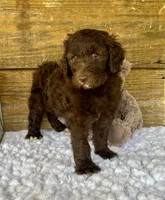F1b Coco, a female Goldendoodle for sale in Bogue Chitto, MS – 2 of 3