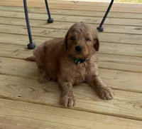 Apollo, a male Goldendoodle for sale in Bogue Chitto, MS – 2 of 5