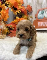 Shiloh, a male Cockapoo for sale in Bogue Chitto, MS – 6 of 6