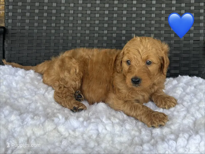 Apollo – Goldendoodle puppy for sale in Bogue Chitto, MS