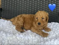 Apollo, a male Goldendoodle for sale in Bogue Chitto, MS – 1 of 5