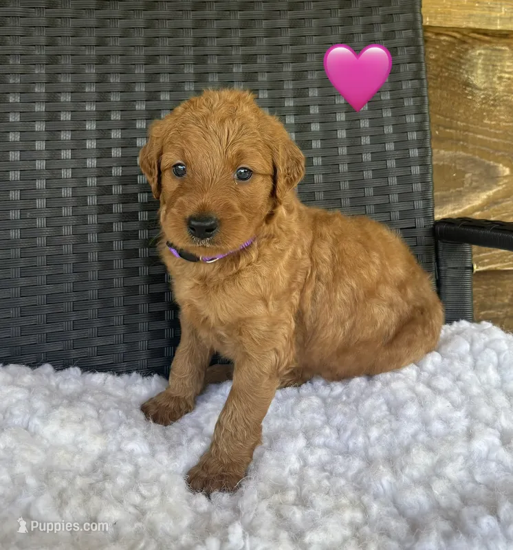 Sandy – Goldendoodle puppy for sale in Bogue Chitto, MS