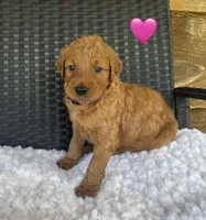 Sandy, a female Goldendoodle for sale in Bogue Chitto, MS – 1 of 4