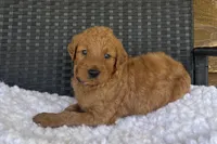Sandy, a female Goldendoodle for sale in Bogue Chitto, MS – 4 of 4