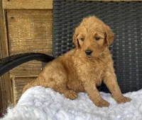 Ginger, a female Goldendoodle for sale in Bogue Chitto, MS – 5 of 5