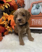 Charlie, a male Cockapoo for sale in Bogue Chitto, MS – 2 of 3