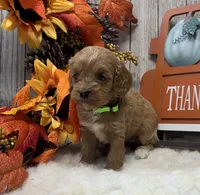 Roxie, a female Cockapoo for sale in Bogue Chitto, MS – 3 of 3