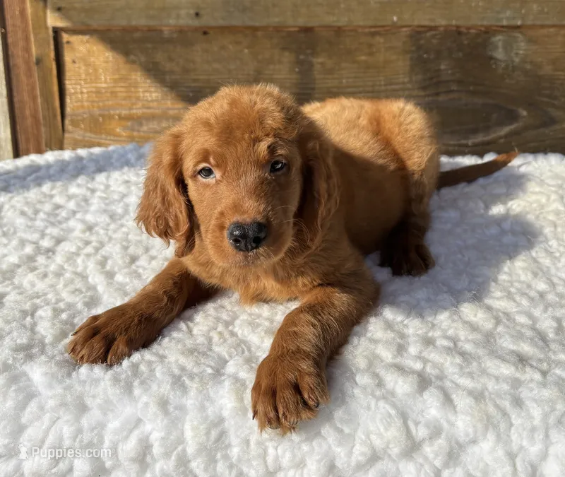 Apollo – Goldendoodle puppy for sale in Bogue Chitto, MS
