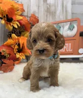 Shiloh, a male Cockapoo for sale in Bogue Chitto, MS – 2 of 6