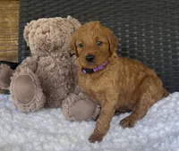 Sandy, a female Goldendoodle for sale in Bogue Chitto, MS – 2 of 4