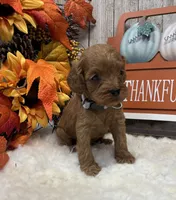 Oliver, a male Cockapoo for sale in Bogue Chitto, MS – 5 of 5