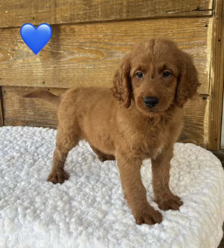 Winston  – Goldendoodle puppy for sale in Bogue Chitto, MS
