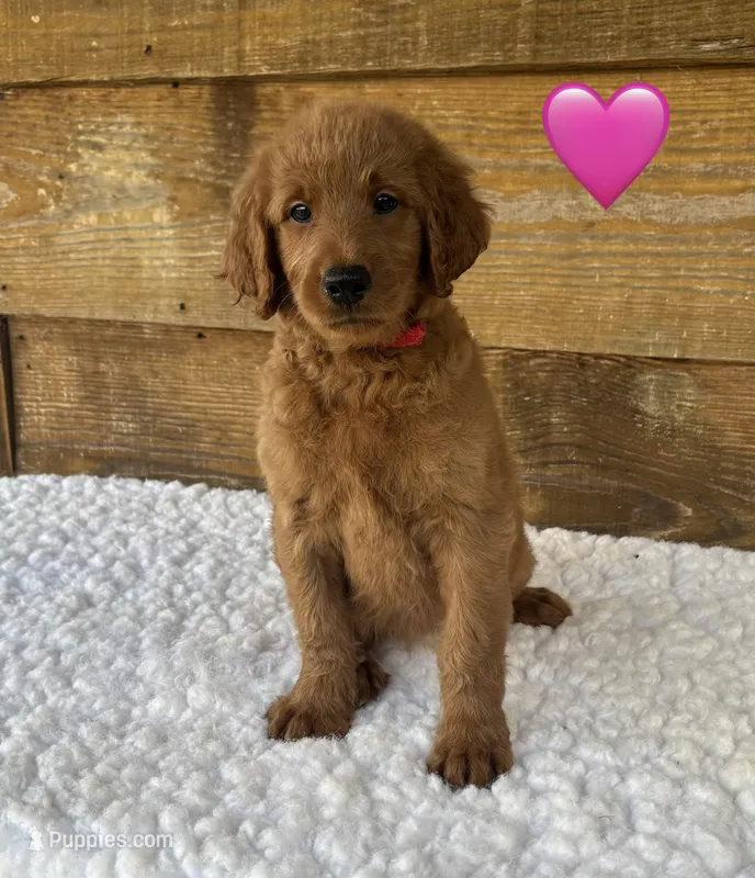 Winnie – Goldendoodle puppy for sale in Bogue Chitto, MS