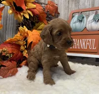 Baxter, a male Cockapoo for sale in Bogue Chitto, MS – 3 of 3