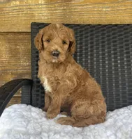 F1b Sophie, a female Goldendoodle for sale in Bogue Chitto, MS – 2 of 4