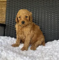 Apollo, a male Goldendoodle for sale in Bogue Chitto, MS – 3 of 5