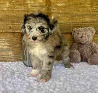 Sassy, a female Aussiedoodle for sale in Bogue Chitto, MS – 3 of 4