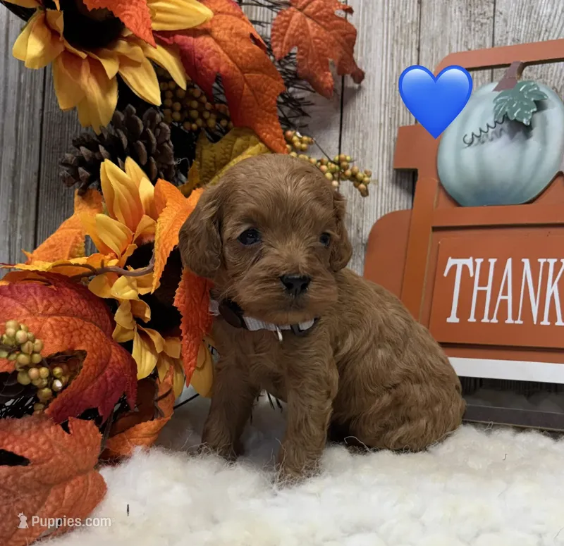 Oliver – Cockapoo puppy for sale in Bogue Chitto, MS