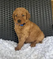 Winston , a male Goldendoodle for sale in Bogue Chitto, MS – 3 of 5