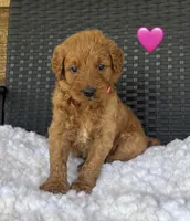 Roxie, a female Goldendoodle for sale in Bogue Chitto, MS – 1 of 4